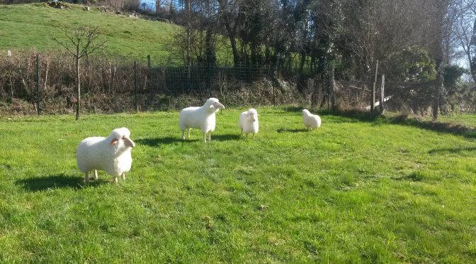 Moutons de décoration sculptés bois massif et peau lainée 2017