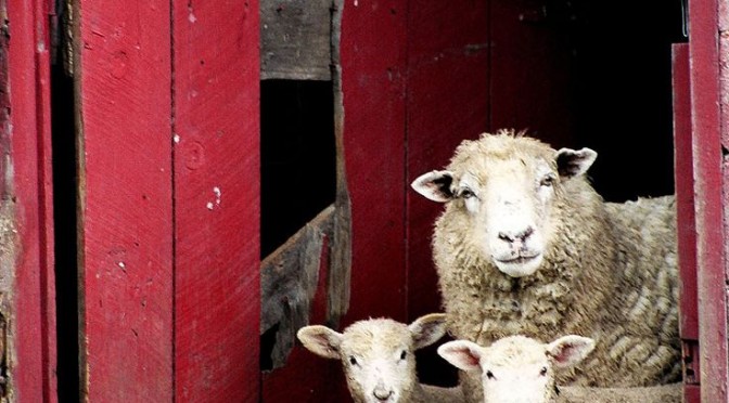 Foire aux moutons de Molles