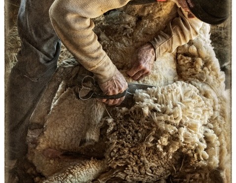 Réussir sa tonte 2019 !